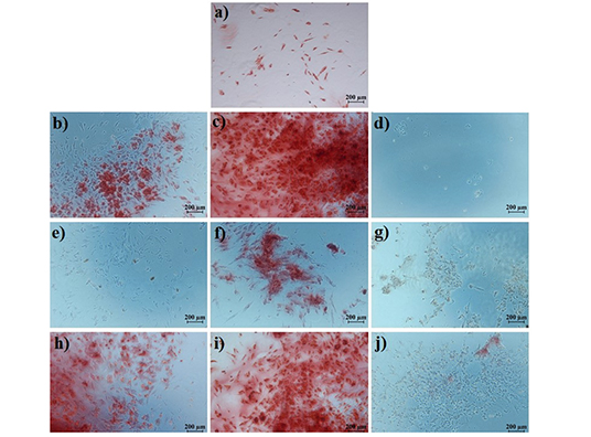 Alizarin-Red-Results